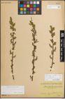 Foto von Salix myrsinifolia Salisb.